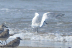 Thalasseus sandvicensis