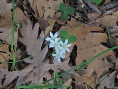 Ornithogalum baeticum