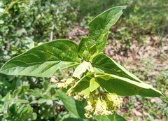 Asclepias jorgeana