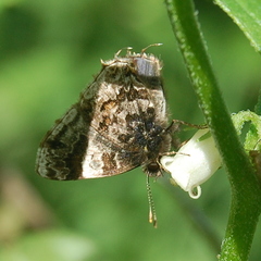 Aubergina vanessoides