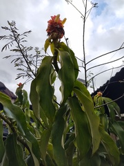 Costus scaber