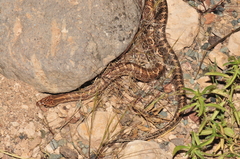 Arizona elegans