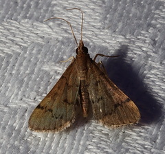 Piletocera macroperalis