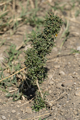 Pultenaea largiflorens