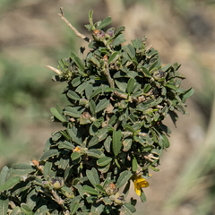Pultenaea largiflorens