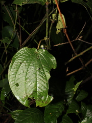 Miconia mortoniana