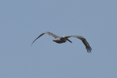 Pelecanus occidentalis