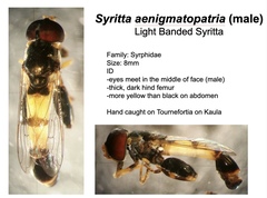 Syritta aenigmatopatria