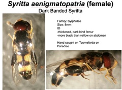 Syritta aenigmatopatria