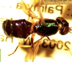 Cephalochrysa