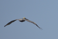 Pelecanus occidentalis