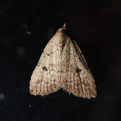 Alapadna pauropis