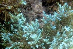 Ericaria selaginoides
