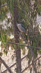 Nycticorax nycticorax