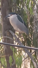Nycticorax nycticorax