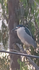 Nycticorax nycticorax