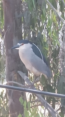 Nycticorax nycticorax