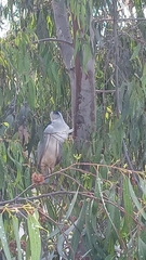 Nycticorax nycticorax