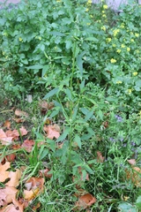 Chenopodium suecicum