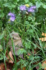 Phacelia tanacetifolia