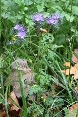 Phacelia tanacetifolia