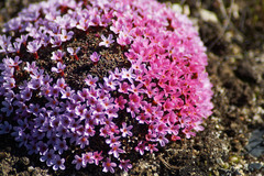 Androsace ochotensis