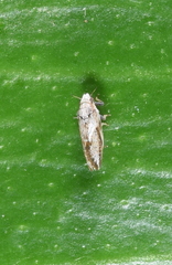 Diaphorina citri