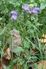Phacelia tanacetifolia