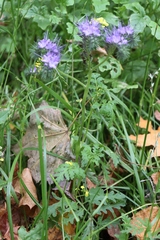 Phacelia tanacetifolia