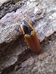 Semiotus luteipennis