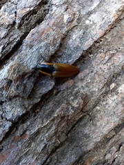 Semiotus luteipennis