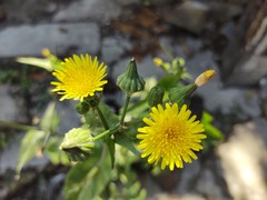 Sonchus oleraceus