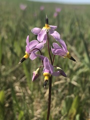 Primula pauciflora pauciflora