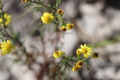 Senecio spanomerus