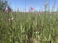 Primula pauciflora pauciflora