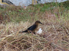 Quiscalus mexicanus