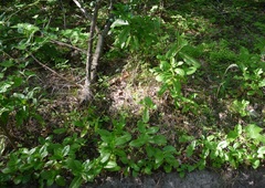 Hylotelephium maximum maximum