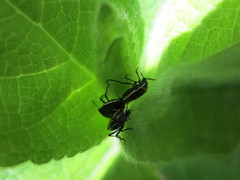 Cosmopepla conspicillaris