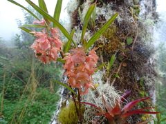 Epidendrum gratissimum