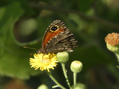 Haywardella edmondsii