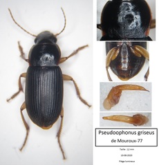 Harpalus griseus