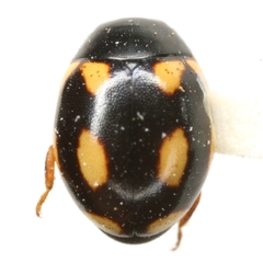 Hyperaspis disconotata