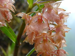 Epidendrum gratissimum