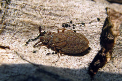 Aradus cinnamomeus