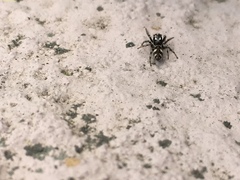 Salticus scenicus