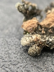 Physconia leucoleiptes