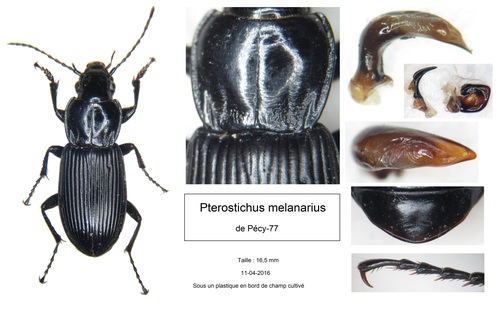 Rain Beetle, photo 3 of 10