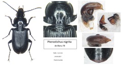 Pterostichus nigrita