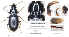 Pterostichus strenuus
