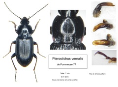 Pterostichus vernalis